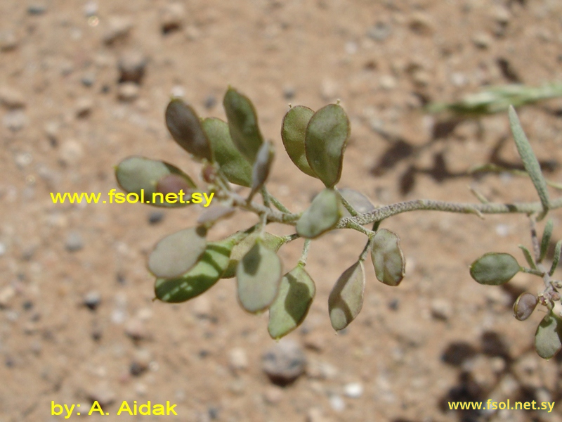 Alyssum minutum Schlecht.